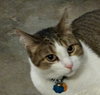 MOLLY - Offered by Owner - Dream Cat