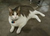 MOLLY - Offered by Owner - Dream Cat