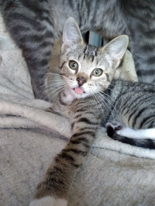 DUSTY (Brother to Darlina)