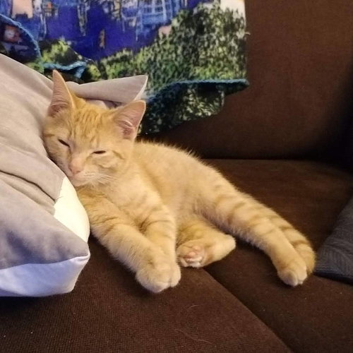 COLBY - Playful young male
