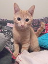 COLBY - Playful young male