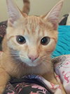 COLBY - Playful young male