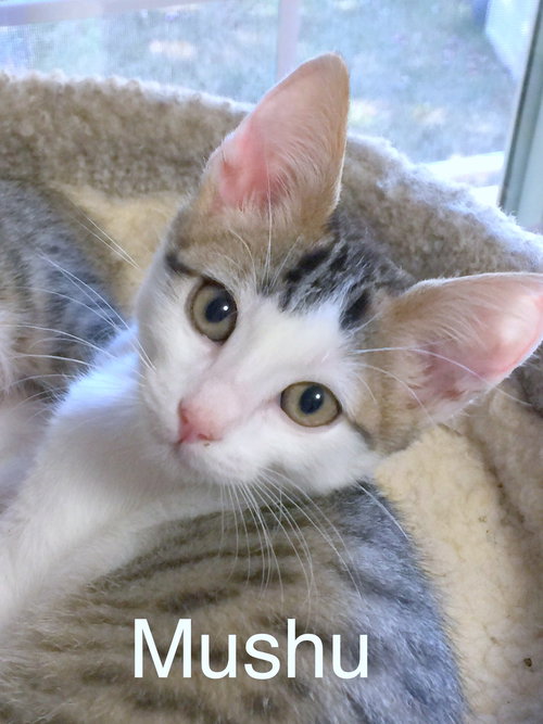 MUSHU and YAO - Kitten Brothers