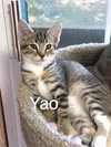 MUSHU and YAO - Kitten Brothers