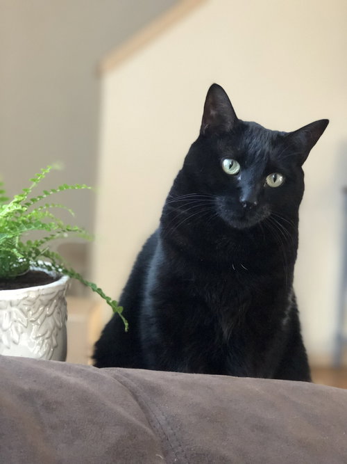 CHUNKY - Offered by Owner - Black Beauty