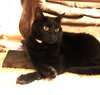 CHUNKY - Offered by Owner - Black Beauty