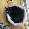 CHUNKY - Offered by Owner - Black Beauty