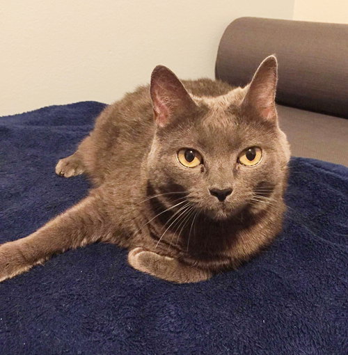 MISTY - Offered by Owner - Russian Blue mix
