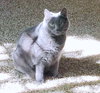 MISTY - Offered by Owner - Russian Blue mix