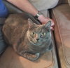 MISTY - Offered by Owner - Russian Blue mix