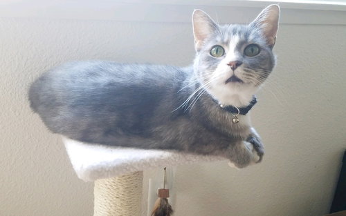PRINCE - Offered by Owner 12-yr old Family Cat