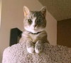 PRINCE - Offered by Owner 12-yr old Family Cat