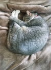 PRINCE - Offered by Owner 12-yr old Family Cat