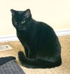 JOLENE