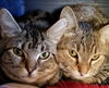 ANDREW and ARTHUR - bonded brothers