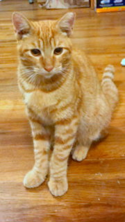 OPIE - Maui Cat Rescue - Friendly Loverboy