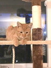 OPIE - Maui Cat Rescue - Friendly Loverboy