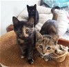 QUEENIE - Maui Rescue Kitten