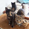 PRINCESS BEA - Maui Rescue Kitten