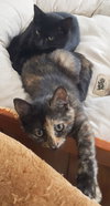 PRINCESS BEA - Maui Rescue Kitten