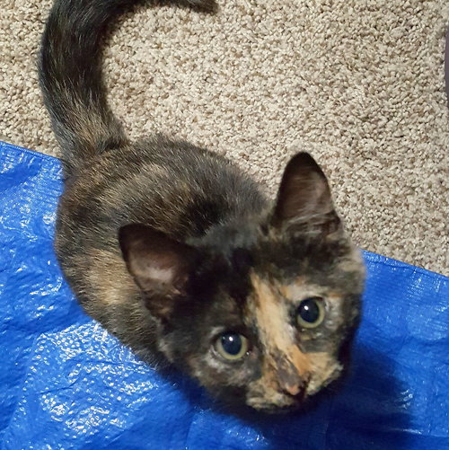 PRINCESS BEA - Maui Rescue Kitten
