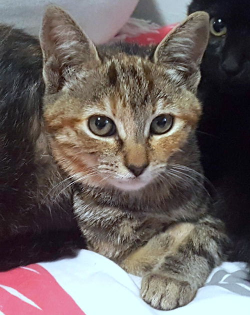MAJESTY - Maui Rescue Kitten