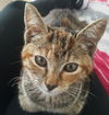 MAJESTY - Maui Rescue Kitten