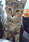 MAJESTY - Maui Rescue Kitten