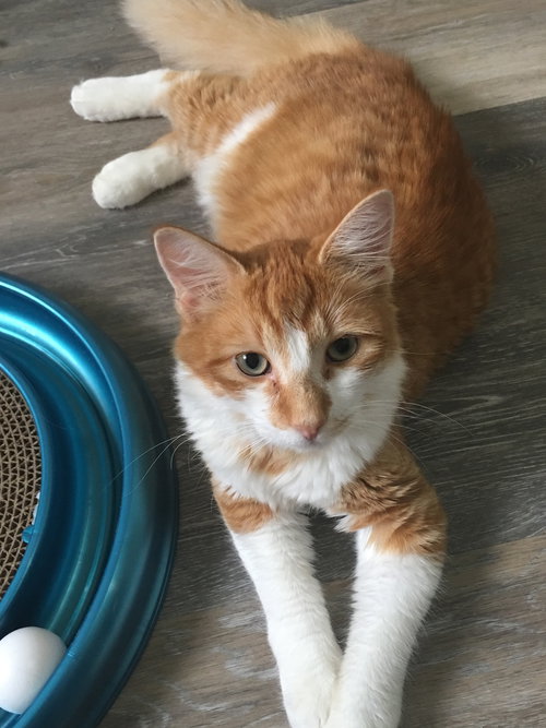 ORION - Maui Rescue Cat