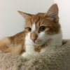 ORION - Maui Rescue Cat