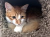 ORION - Maui Rescue Cat