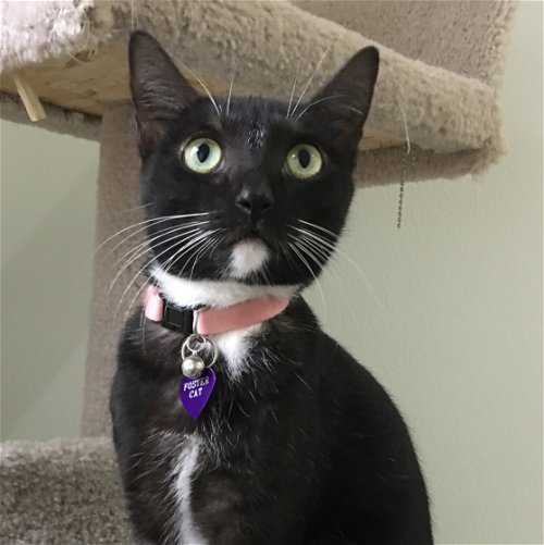 PASSION - Maui Rescue Cat