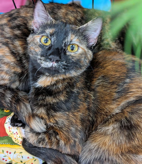 MADELYN and CLAUDIA - Bonded Beauties