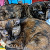 MADELYN and CLAUDIA - Bonded Beauties