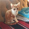 TOTEM - Maui Rescue Kitten