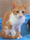 TOTEM - Maui Rescue Kitten