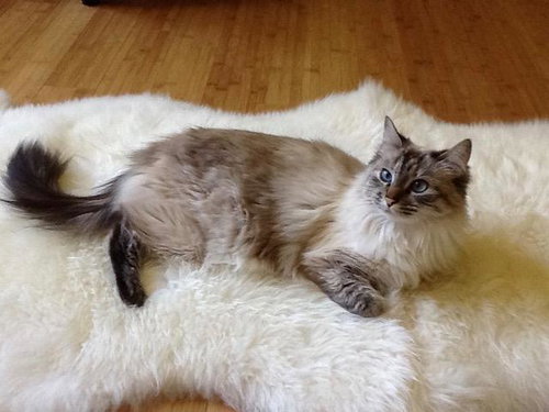 ANNIKA - Offered by Owner