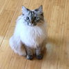 ANNIKA - Offered by Owner