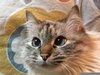 ANNIKA - Offered by Owner