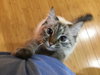 ANNIKA - Offered by Owner