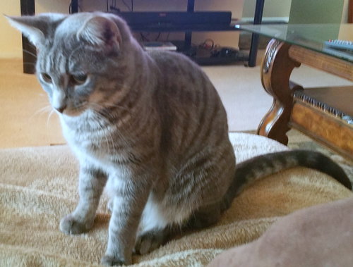 SPEEDY - Offered by Owner - Young Male