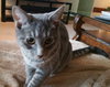 SPEEDY - Offered by Owner - Young Male