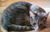 SPEEDY - Offered by Owner - Young Male