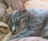 SPEEDY - Offered by Owner - Young Male