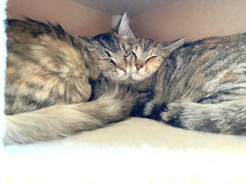 TIBI and TABITHA