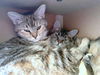 TIBI and TABITHA