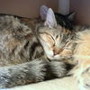 TIBI and TABITHA