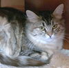 TIBI and TABITHA