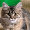 TIBI and TABITHA