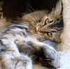 TIBI and TABITHA